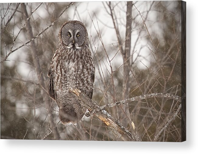 Owl Acrylic Print featuring the photograph Great Grey Owl by Eunice Gibb