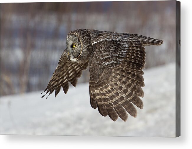 Animal Acrylic Print featuring the photograph Great Grey Owl in Flight by Jakub Sisak