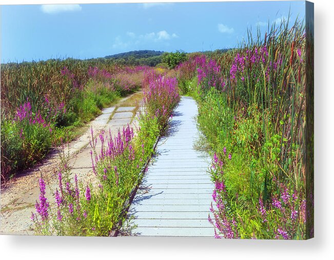 Owed To Nature Acrylic Print featuring the photograph Great Meadows Loosestrife Summer by Sylvia J Zarco