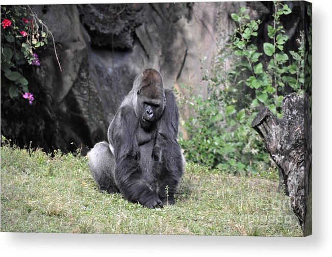 Gorilla Acrylic Print featuring the photograph Great Silverback Gorilla by John Black