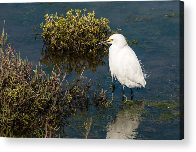 Bird Acrylic Print featuring the photograph Great White Hunter by Paul Johnson