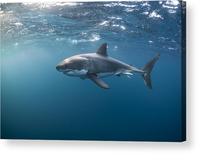 Port Lincoln Acrylic Print featuring the photograph Great White Shark at the Surface by Alastair Pollock Photography