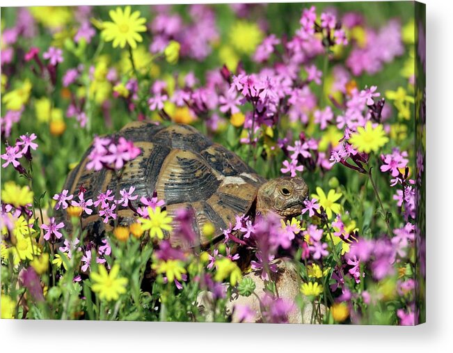 Spur-thighed Tortoise Acrylic Print featuring the photograph Greek Tortoise In A Field Of Wild Flowers by Photostock-israel/science Photo Library