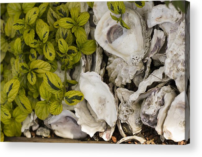 Abalone Acrylic Print featuring the photograph Green Abalone by Bryant Coffey