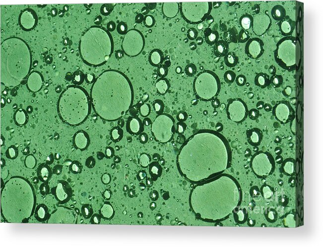 Green Acrylic Print featuring the photograph Green And Bubbles by Catherine Lau