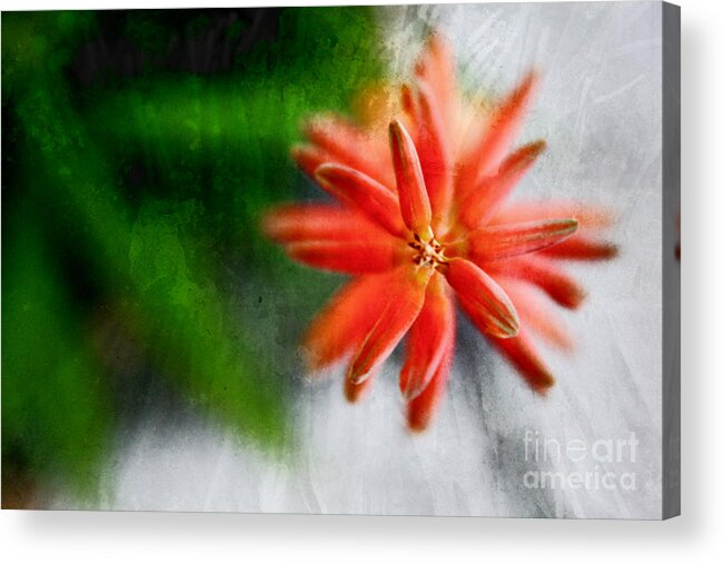 Green Acrylic Print featuring the photograph Green and Orange by Sandy Moulder