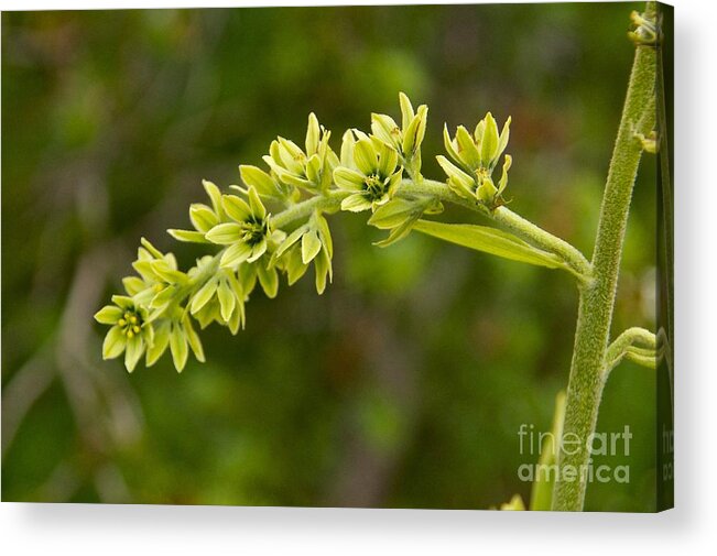 Photography Acrylic Print featuring the photograph Green Blooms by Sean Griffin