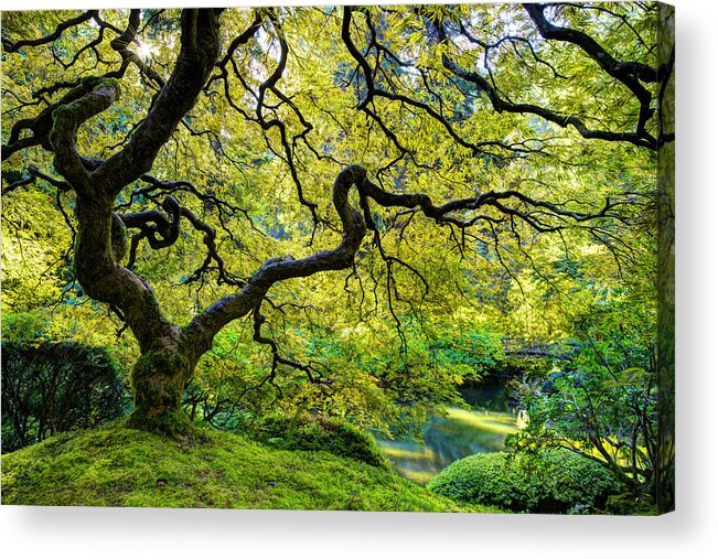 Maple Acrylic Print featuring the photograph Green by Dustin LeFevre