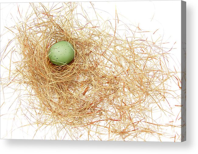 Bird Nest Acrylic Print featuring the photograph Green Egg in a Bird Nest by Jennie Marie Schell