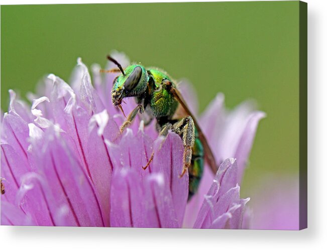 Insects Acrylic Print featuring the photograph Green Envy by Jennifer Robin