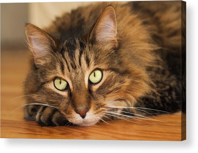 Cat Acrylic Print featuring the photograph Green Eyes by Donna Doherty