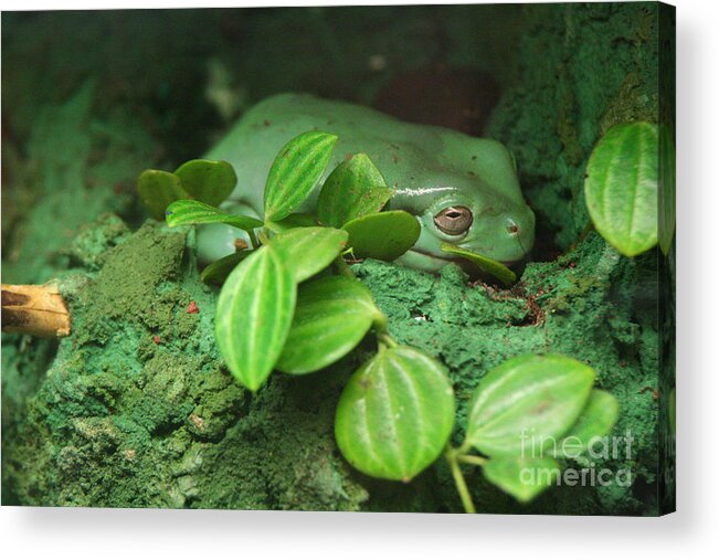 Green Frog Acrylic Print featuring the photograph Amphibian Frog by Doc Braham