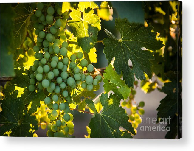 Grapes Acrylic Print featuring the photograph Green Grapes by Ana V Ramirez