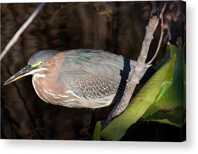 Heron Acrylic Print featuring the photograph Green Heron in the Everglades by Natural Focal Point Photography