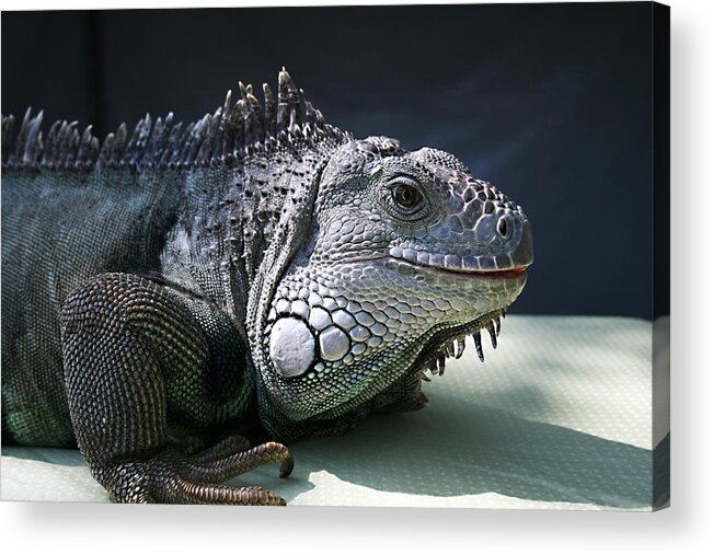 Green Iguana Acrylic Print featuring the photograph Green Iguana 1 by Ellen Henneke