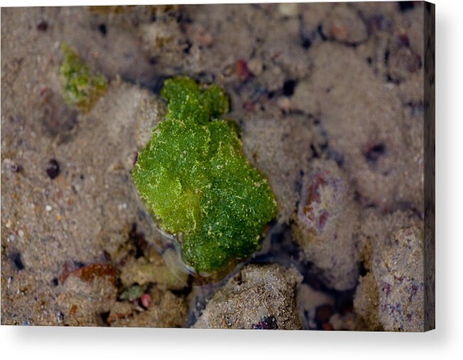 Coral Acrylic Print featuring the photograph Green in Sand by Carole Hinding