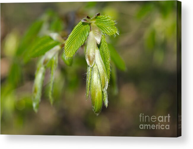 Blade Acrylic Print featuring the photograph Green leaves by Mats Silvan