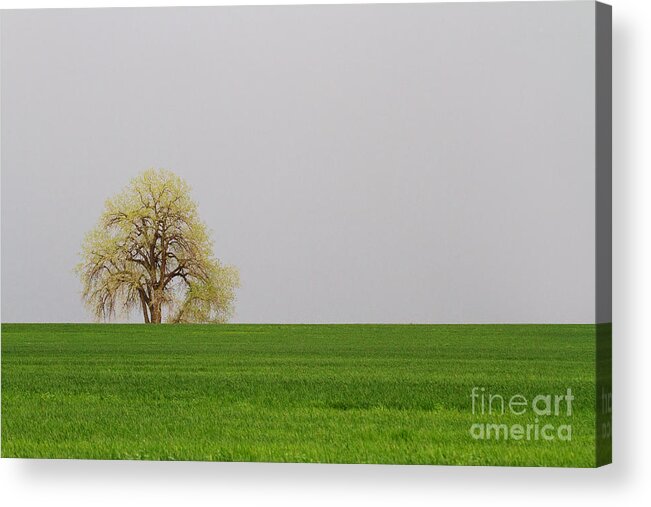 Pasture Acrylic Print featuring the photograph Green on Green by Jim Garrison