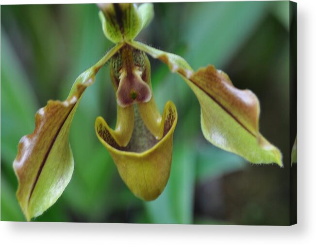 Green Acrylic Print featuring the photograph Green orchid by Sue Morris