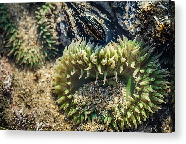 Anemone Acrylic Print featuring the photograph Green Sea Anemone by Linda Villers