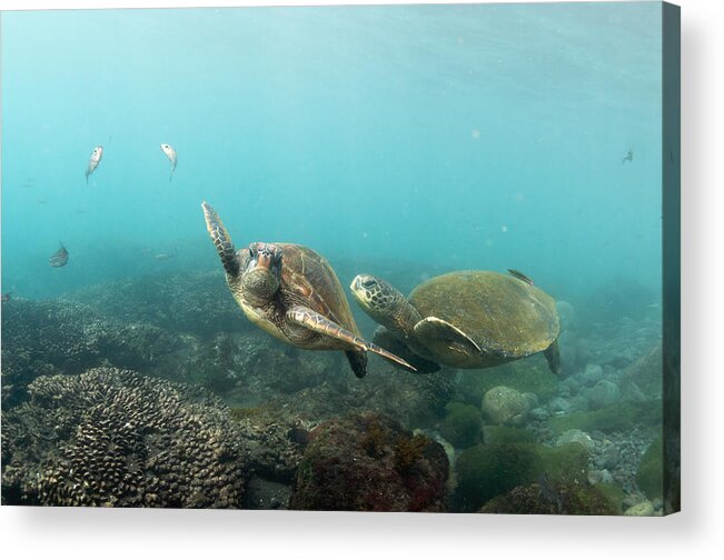 536793 Acrylic Print featuring the photograph Green Sea Turtle Pair Galapagos Islands by Tui De Roy