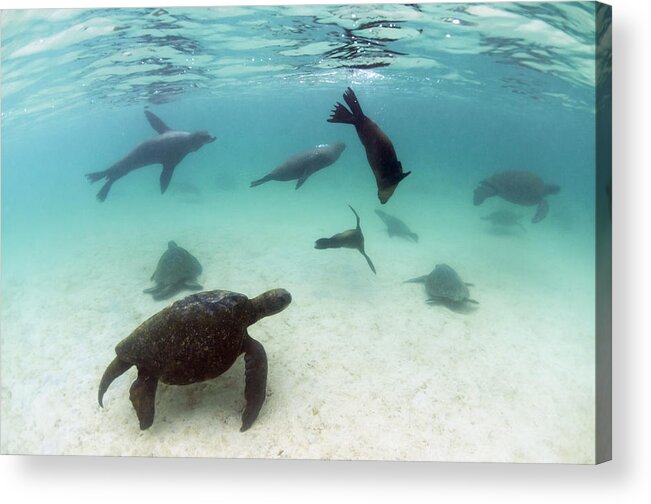 536775 Acrylic Print featuring the photograph Green Sea Turtles And Sealions Galapagos by Tui De Roy