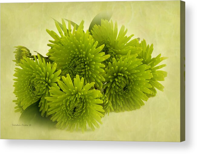 Green Spider Chrysanthemums Acrylic Print featuring the photograph Green Spider Chrysanthemums by Sandra Foster