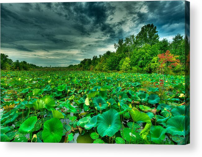 Swamp Acrylic Print featuring the photograph Green Swamped by Brett Engle