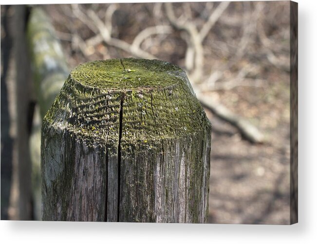 Art Photograph Acrylic Print featuring the photograph Green Wood by Nicky Jameson