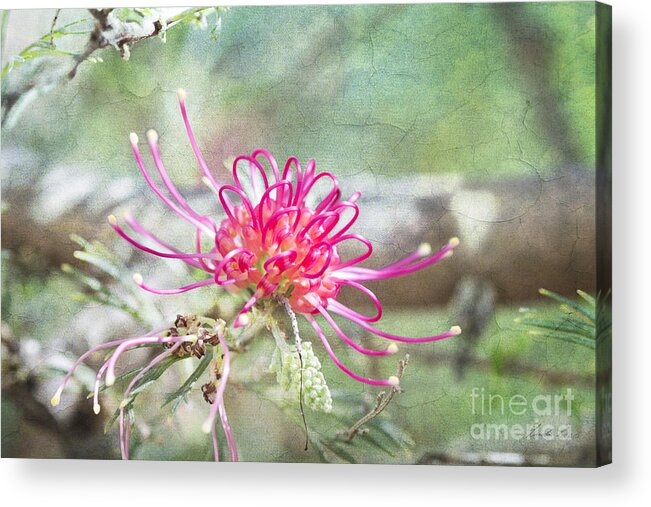 Flowers Pink Acrylic Print featuring the photograph Grevillea by Linda Lees