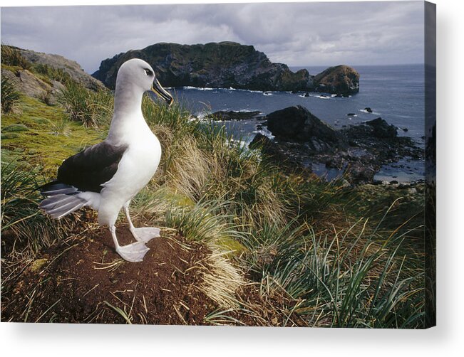 Feb0514 Acrylic Print featuring the photograph Grey-headed Albatross At Nest Chile by Tui De Roy