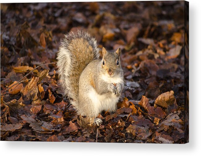 Squirrel Acrylic Print featuring the photograph Grey squirrel by Spikey Mouse Photography