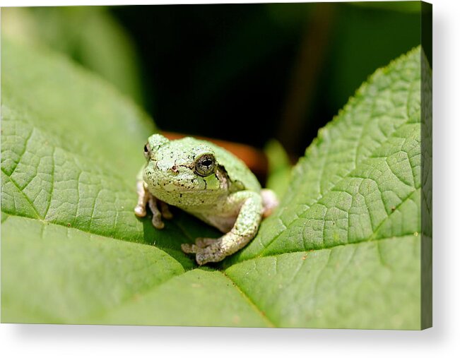 Hyla Versicolor Acrylic Print featuring the photograph Grey Tree Frog by David Pickett