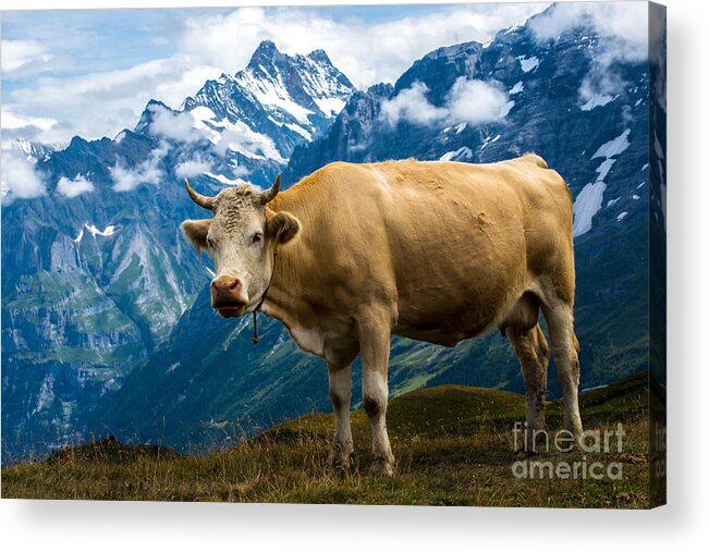 Switzerland Acrylic Print featuring the photograph Swiss Cow - Swiss Alps - Switzerland by Gary Whitton