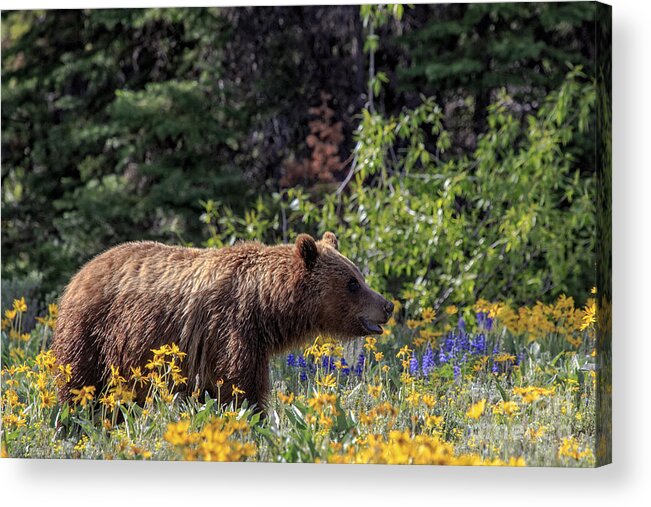 Grand Teton National Park Acrylic Print featuring the photograph Grizzlie in Wildflowers by Rodney Cammauf