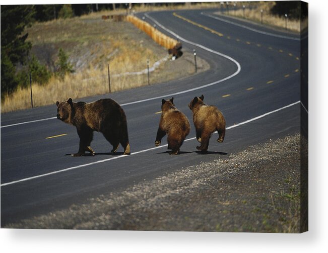 Animal Acrylic Print featuring the photograph Grizzlies Cross A Road by Thomas And Pat Leeson