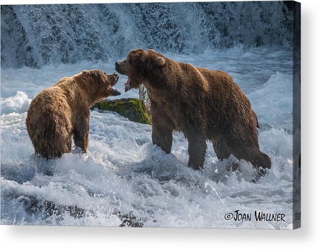 Alaska Acrylic Print featuring the photograph Grizzlies Fighting by Joan Wallner