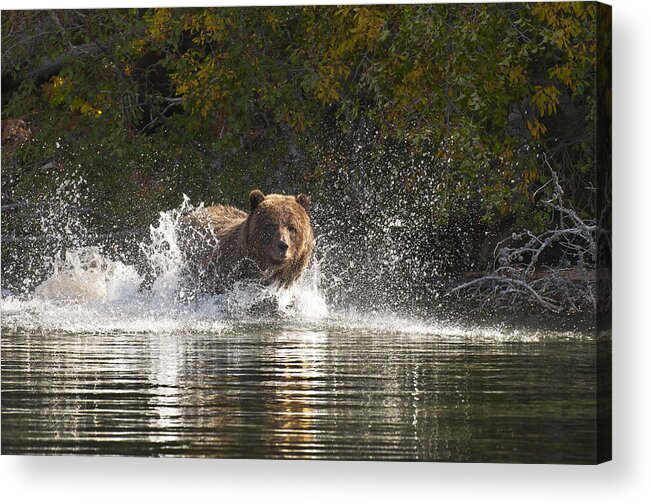 Animal Acrylic Print featuring the photograph Grizzly Attack by Bill Cubitt