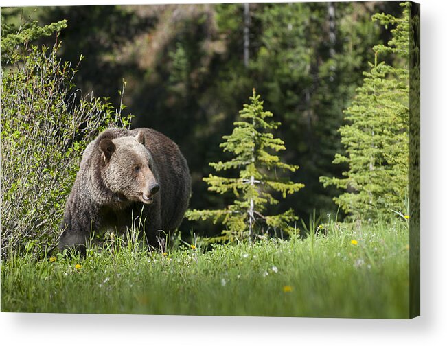 Alberta Acrylic Print featuring the photograph Grizzly Bear in the Spring by Bill Cubitt