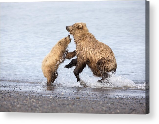Richard Garvey-williams Acrylic Print featuring the photograph Grizzly Bear Mother Playing by Richard Garvey-Williams