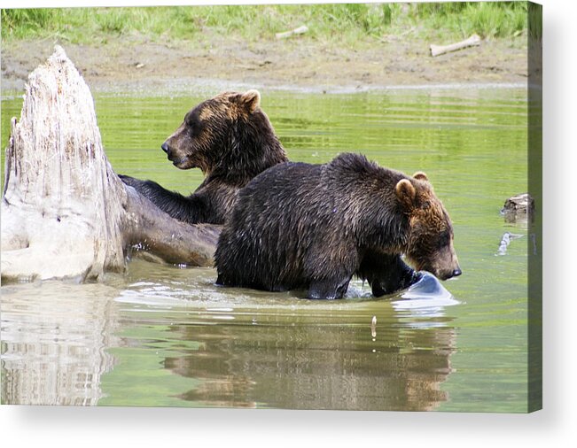 Alaska Acrylic Print featuring the photograph Grizzly Bears by Kyle Lavey