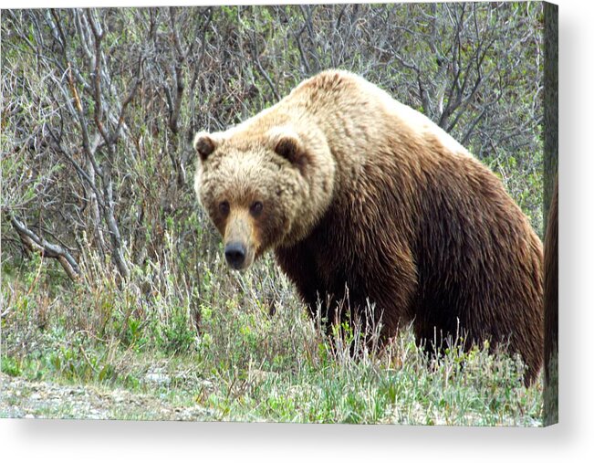 Grizzly Acrylic Print featuring the photograph Grouchy Grizzly by Barbara Von Pagel