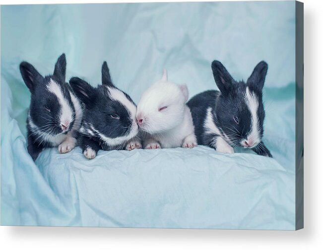 Pets Acrylic Print featuring the photograph Group Of Four Newborn Baby Bunnies by Ashraful Arefin Photography