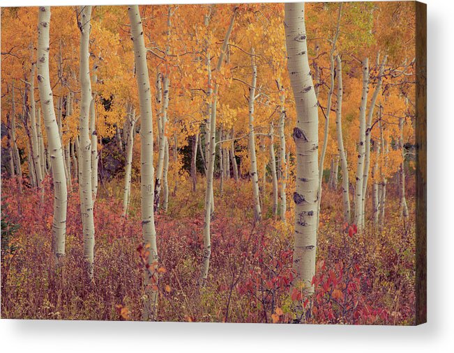 Tranquility Acrylic Print featuring the photograph Grove Of Aspen Trees With Fall Colors by Karen Desjardin