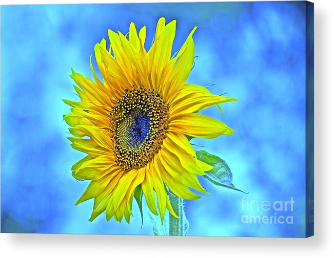 Sunflower Acrylic Print featuring the photograph Growth Renewal and Transformation by Gwyn Newcombe