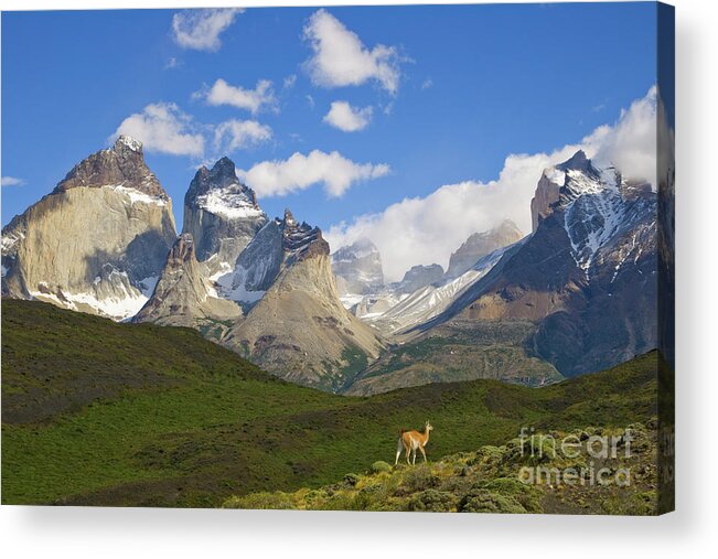 00345710 Acrylic Print featuring the photograph Guanaco And Cuernos Del Paine Peaks by Yva Momatiuk John Eastcott
