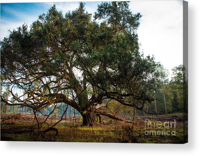 Oak Tree Acrylic Print featuring the photograph Guard of Windsor by T Lowry Wilson