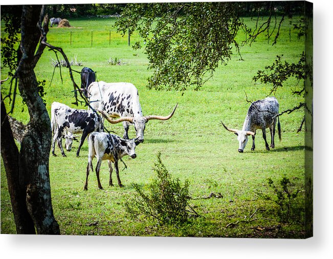 Longhorn Acrylic Print featuring the photograph Guess I Have Some Growin' To Do by Wally Taylor