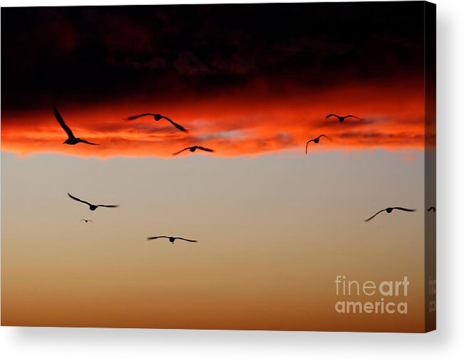 Sunset Acrylic Print featuring the photograph Gulls at sundown by Heidi Farmer