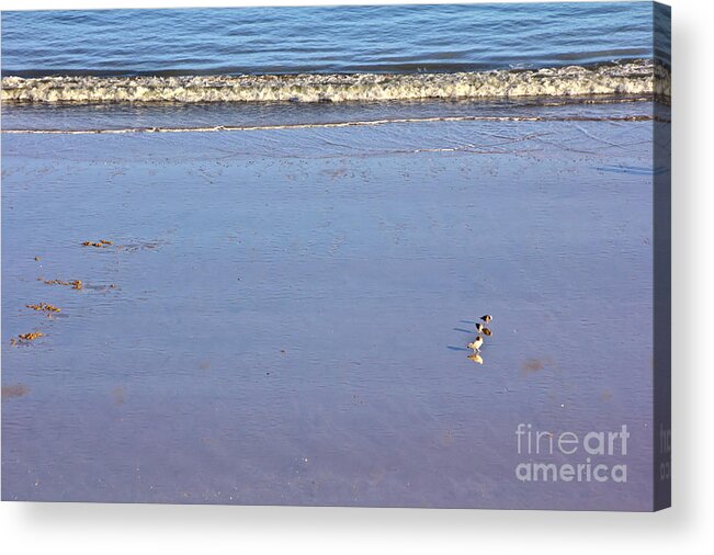 Gulls Acrylic Print featuring the photograph Gulls on the Beach by Jeremy Hayden